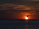 Filename=DSC06268.JPG
Filesize=58KiB
Dimensions=800x600
Date added=Jun 19, 2012 DSC06268.JPG