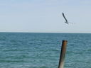 Filename=DSC06275.JPG
Filesize=78KiB
Dimensions=800x600
Date added=Jun 19, 2012 DSC06275.JPG