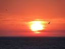 Filename=sunseagullcrop.jpg
Filesize=48KiB
Dimensions=800x600
Date added=May 02, 2012 sunseagullcrop.jpg